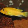 freshwater fish - pseudotropheus estherae - red zebra cichlid stocking in 50 gallons tank - Metriaclima Estherae - Female