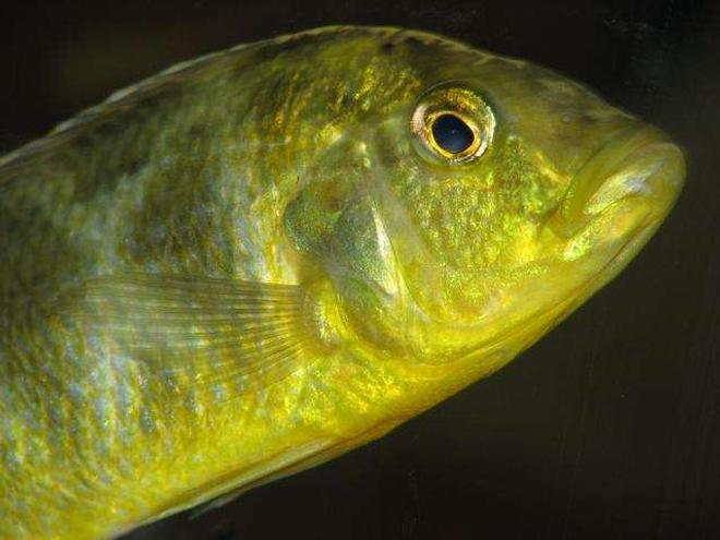 freshwater fish - nimbochromis venustus - venustus cichlid stocking in 50 gallons tank - Nimbochromis Venustus - Female
