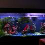 55 gallons freshwater fish tank (mostly fish and non-living decorations) - none