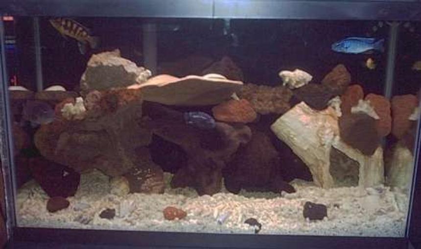 Rated #2419: 50 Gallons Freshwater Fish Tank - malawi grow out tank where I grow out malawis till they can go in the 72 with the D.compressiceps.

filtration: emperor 400 and aquaclear 50

aragonite substrate right out of a reef tank andalot of lava rock.also some driftwood.

right now it has an adult electric blue,almost ready to be moved,a 4" livingstoni,a 5" bumblebee,a 4" electric blue johanni/bumble bee hybrid,a 6" blue dolphin/? hybrid,a 2" electric blue johanni,a 2" electric yellow,and a red claw crab.