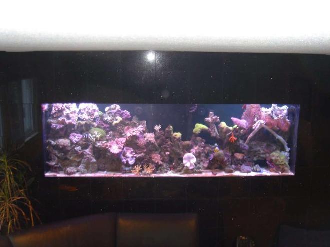 300 gallons reef tank (mostly live coral and fish) - My 300 gallon in-wall salt water reef tank. Wall is black granite - which makes taking pics a bit hard. Enjoy.