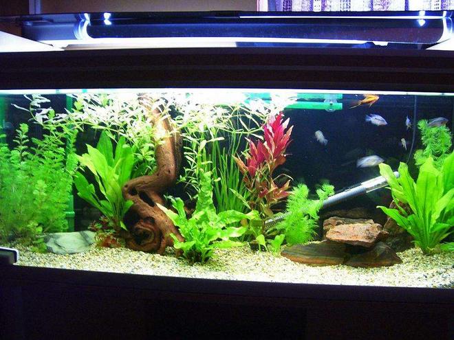 50 gallons freshwater fish tank (mostly fish and non-living decorations) - young firemouth