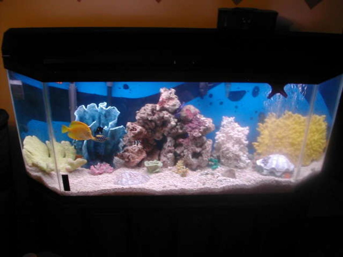 55 gallons saltwater fish tank (mostly fish, little/no live coral) - My Saltwater Setup...