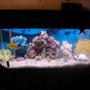 55 gallons saltwater fish tank (mostly fish, little/no live coral) - My Saltwater Setup...