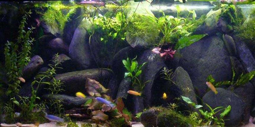 Rated #16: 45 Gallons Freshwater Fish Tank - A slice of Lake Malawi (in my bedroom)  :-)
A lake malawi rocky biotope with spalshes of green n red plants/mossess and lillies.