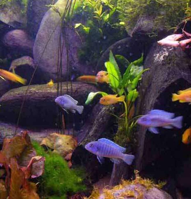 freshwater fish - pseudotropheus acei - acei cichlid stocking in 45 gallons tank - A group of my malawi's on a tea break