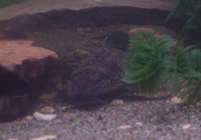 freshwater fish - glyptoperichthys gibbiceps - sailfin pleco (l-83) stocking in 90 gallons tank - Oscar our Pleco relaxing in his usual spot.