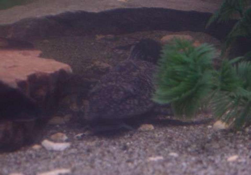freshwater fish - glyptoperichthys gibbiceps - sailfin pleco (l-83) stocking in 90 gallons tank - Oscar our Pleco relaxing in his usual spot.