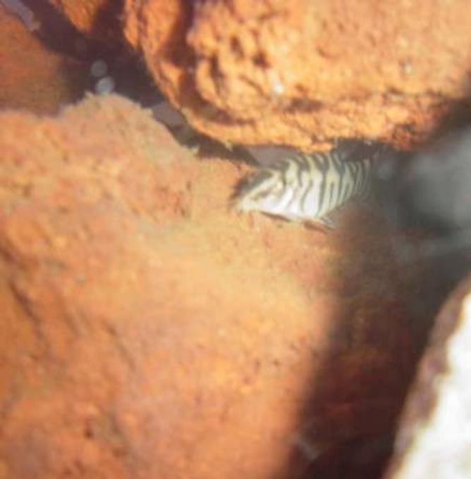 freshwater fish - botia lohachata - lohachata botia loach stocking in 90 gallons tank - Phillip our YoYo Loach.