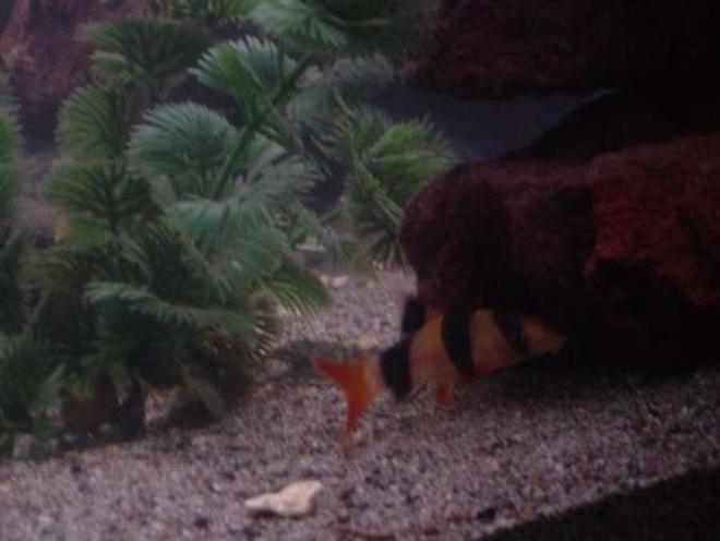 freshwater fish - botia macracantha - clown loach stocking in 90 gallons tank - Simon our clown loach.