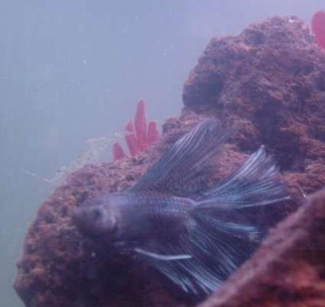 freshwater fish stocking in 90 gallons tank - Kim Jong Il, our ruthless tyrannt, getting his daily report from one of his many Ghost Shrimp spies.