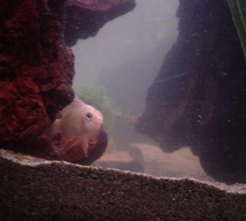 Rated #2263: Freshwater Fish - Papiliochromis Ramirezi - German Gold Ram Stocking In 90 Gallons Tank - Goldie our German Gold Ram, the shyest fish in the tank.