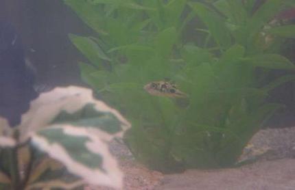 freshwater fish - carinotetraodon travancoricus - dwarf puffer stocking in 90 gallons tank - Napoleon Bonaparte (a.k.a. 