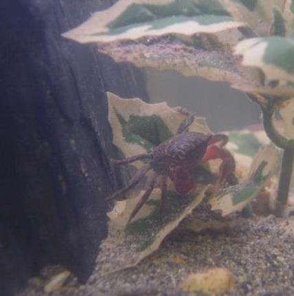 corals inverts stocking in 90 gallons tank - Tyson our drug King Pin.