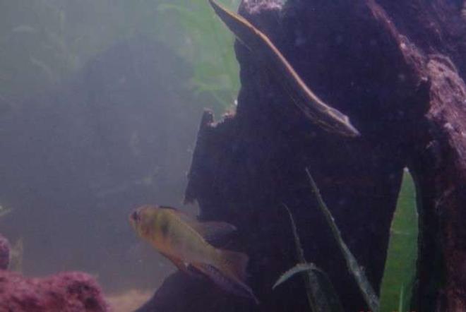 freshwater fish - microgeophagus altispinosa - bolivian ram stocking in 90 gallons tank - Ramathorn and Buddy.