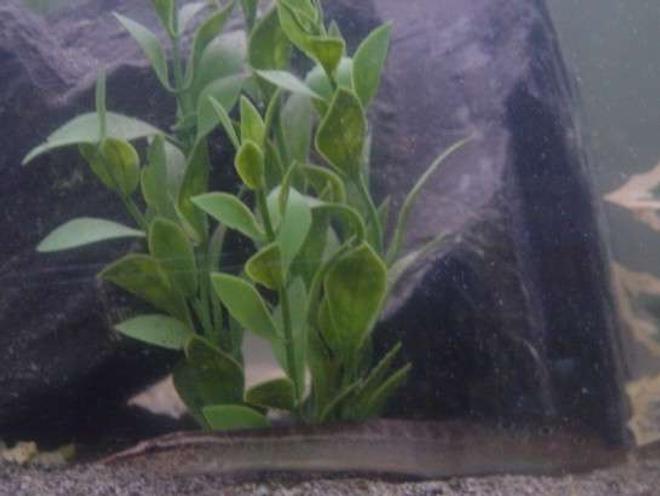 freshwater fish - macrognathus siamensis - peacock eel stocking in 90 gallons tank - Our Peacock Eel.