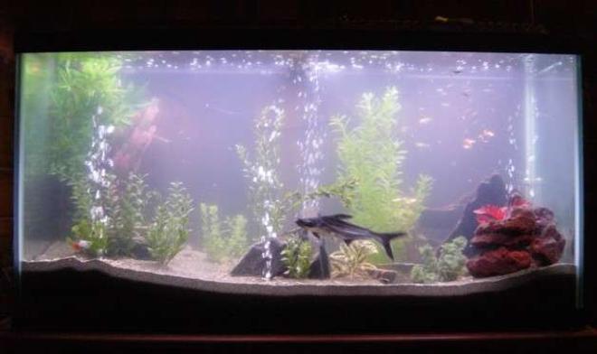 90 gallons freshwater fish tank (mostly fish and non-living decorations) - Here is our 90 gallon!
