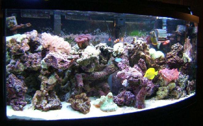 72 gallons reef tank (mostly live coral and fish) - Makes you wonder why there is something rather than nothing.