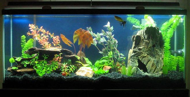 55 gallons freshwater fish tank (mostly fish and non-living decorations) - Almost finished with my first attempt at all this.  It really turned out better than I'd hoped.