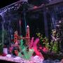 55 gallons freshwater fish tank (mostly fish and non-living decorations) - sunken ship
