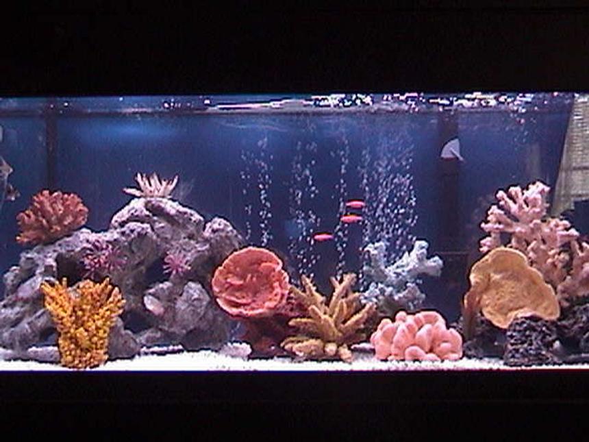 Rated #86: 75 Gallons Freshwater Fish Tank - 48X18X18 All-Glass Aquarium, Marineland Penguin Power Filter 350 BIO-wheel, Dual Lighting Coralife 50/50 40watt and Aqua-Glo 18,000k 40watt, Heater (Brand Unknown), 45lbs  White Spectra Stone