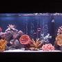 75 gallons freshwater fish tank (mostly fish and non-living decorations) - 48X18X18 All-Glass Aquarium, Marineland Penguin Power Filter 350 BIO-wheel, Dual Lighting Coralife 50/50 40watt and Aqua-Glo 18,000k 40watt, Heater (Brand Unknown), 45lbs White Spectra Stone