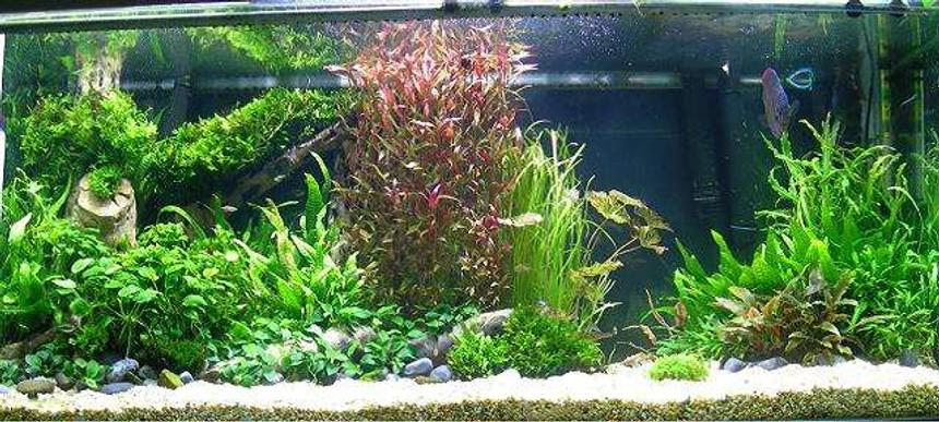 Rated #26: 258 Gallons Planted Tank - My aquarium.