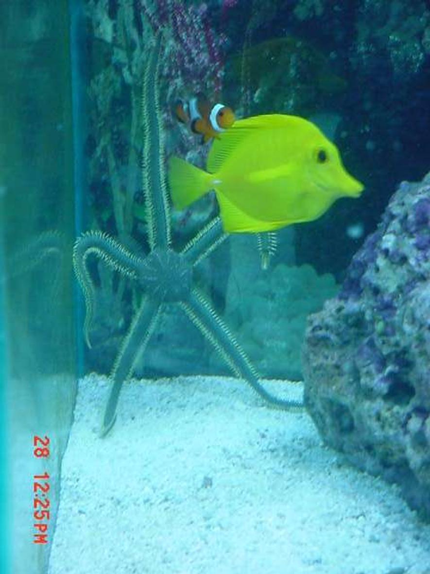 Rated #48: Saltwater Fish - Zebrasoma Flavescens - Yellow Tang - Hawaii Stocking In 125 Gallons Tank - A COOL PIC OF SOME FISH IN MY TANK