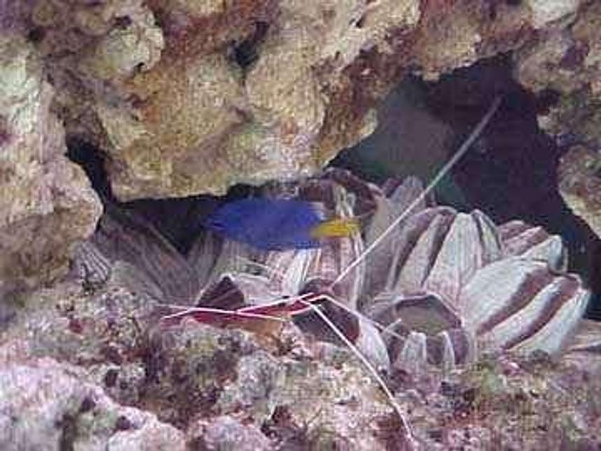 Rated #62: Saltwater Fish - Chrysiptera Parasema - Yellowtail Damselfish - damsel
 and peppermint shrimp
