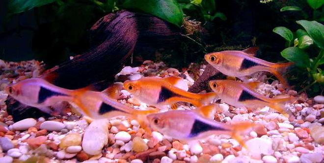 freshwater fish - rasbora heteromorpha - harlequin rasbora - rasboras