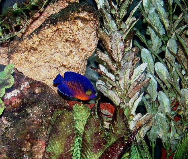 saltwater fish - centropyge bispinosa - coral beauty angelfish stocking in 55 gallons tank - Coral Beauty Dwarf Anglefish