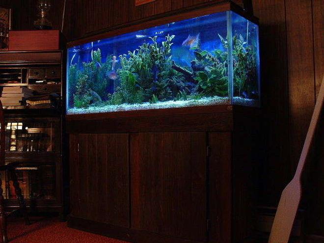 55 gallons freshwater fish tank (mostly fish and non-living decorations) - 55 gallon soft water tank