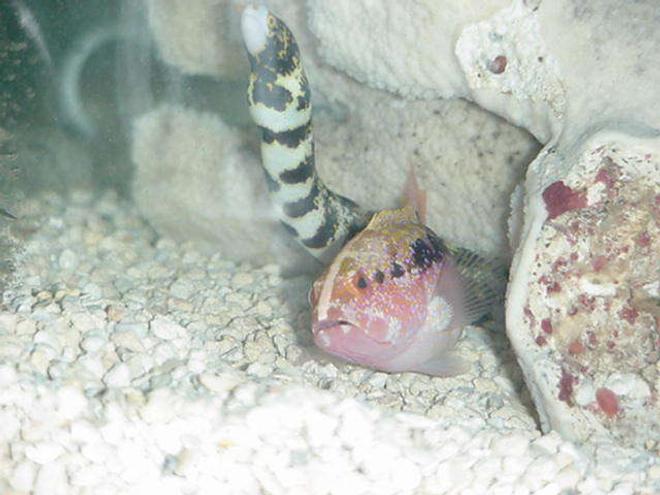 freshwater fish - cichlasoma sp. - flower horn cichlid stocking in 90 gallons tank - Buddies(Room Mates Since First day) Came out same tank in the pet Shop. Using them for the cycle.Falling in love with them will hate to get ride of them after they done there work! But they too mean.