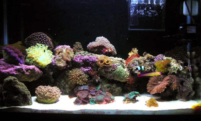 29 gallons reef tank (mostly live coral and fish)