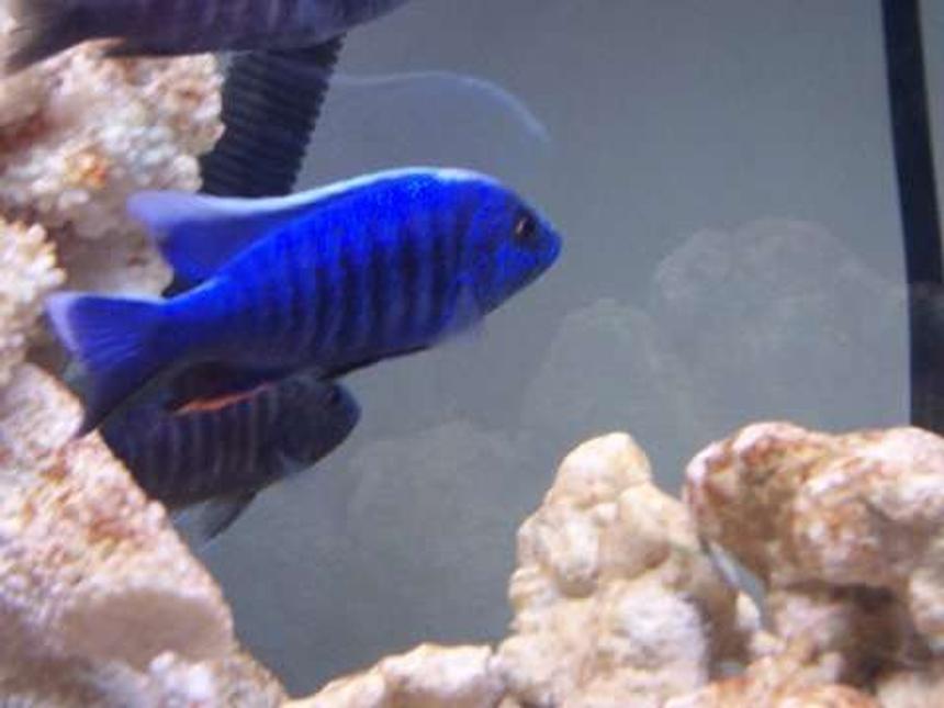 Rated #108: Freshwater Fish - Sciaenochromis Fryeri - Electric Blue Hap Stocking In 75 Gallons Tank - Eletric blue hap fryeri