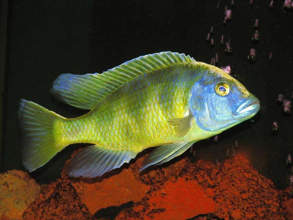 freshwater fish - nimbochromis venustus - venustus cichlid stocking in 50 gallons tank - Nimbochromis Venustus - Male