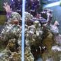 90 gallons reef tank (mostly live coral and fish) - 35 gal tank