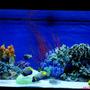 150 gallons saltwater fish tank (mostly fish, little/no live coral) - 150 ga. tank
