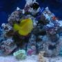 53 gallons saltwater fish tank (mostly fish, little/no live coral) - Saltwater Center of Life!