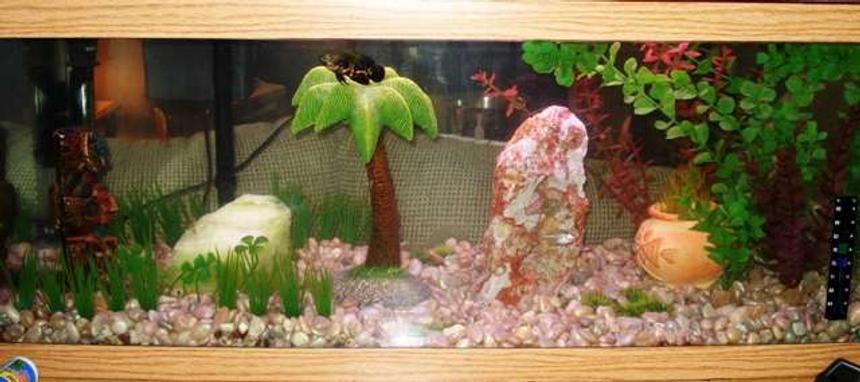 Rated #4097: 20 Gallons Freshwater Fish Tank - This is my first tank ever. I am really proud of its aesthetic qualities.  I love it and hope you do too.