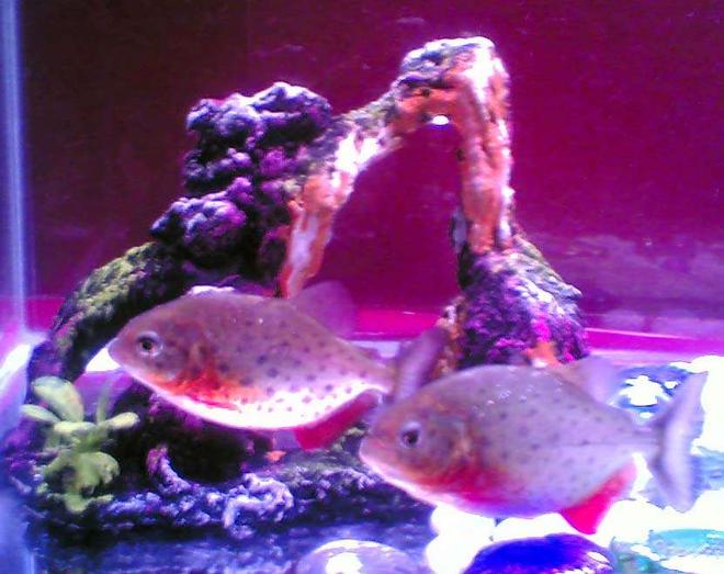 freshwater fish - pygocentrus nattereri - redbellied pirhana stocking in 50 gallons tank - Piroy & Piray - Piranhas
17 gal
35x14x10 glass tank
20 watts pink fluorescent bulb
overhead filter