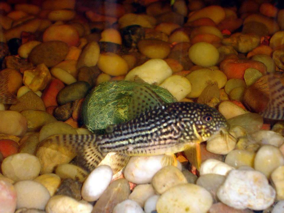 freshwater fish - corydoras schwartzi - swartz's cory cat stocking in 72 gallons tank - Stripped/ Spotted Cory
2 Inches