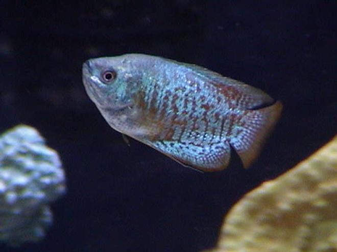 freshwater fish - colisa lalia - neon blue dwarf gourami stocking in 75 gallons tank - Neon Blue Dwarf Gourami