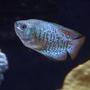 freshwater fish - colisa lalia - neon blue dwarf gourami stocking in 75 gallons tank - Neon Blue Dwarf Gourami