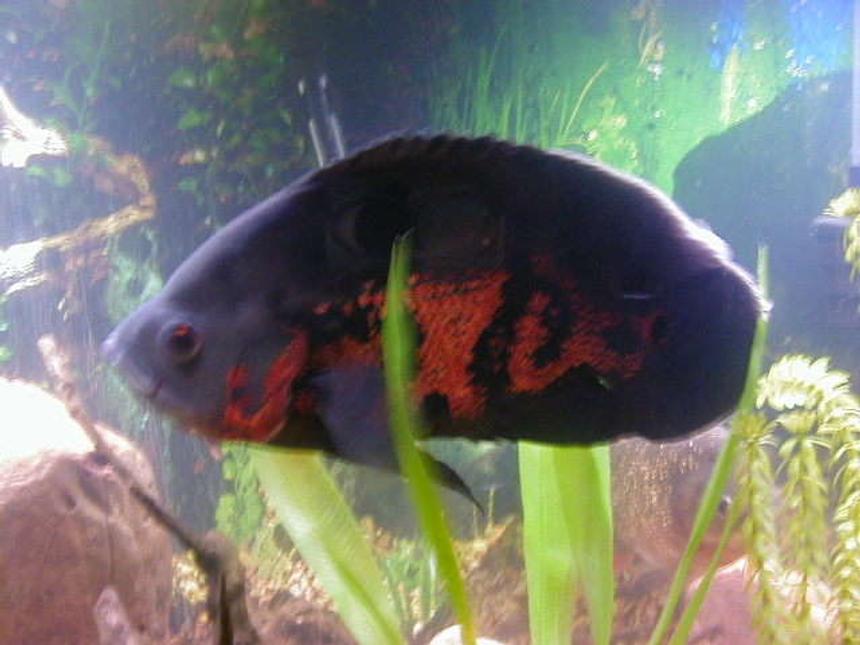 Rated #101: Freshwater Fish - Astronotus Ocellatus - Tiger Oscar Stocking In 72 Gallons Tank - oscar