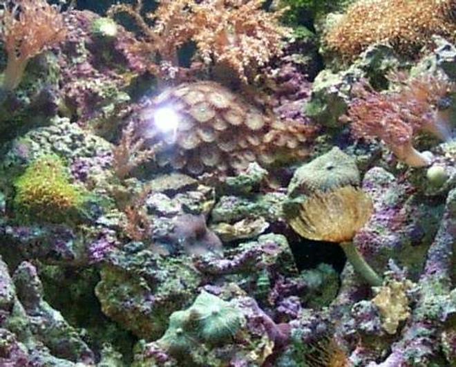 24 gallons reef tank (mostly live coral and fish) - 24 Gallon Nano Tank full of Xenia, Colt, Mushrooms, Zoots, Polyps, Feather Duster, Micro Algea and a few fish too!