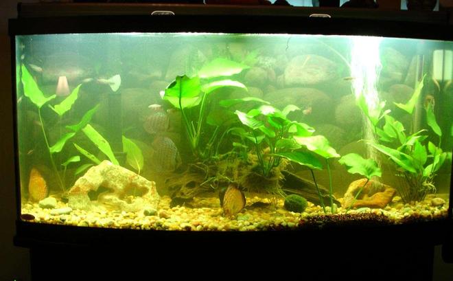 72 gallons freshwater fish tank (mostly fish and non-living decorations) - 6 Discus in a 72 Gallon Tank
