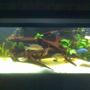 1 gallon freshwater fish tank (mostly fish and non-living decorations) - this is my tank.