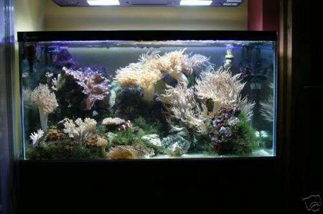 reef tank (mostly live coral and fish) - 48x24x24 custom built clearseal aquarium