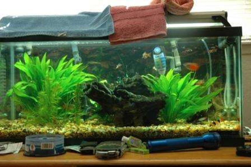 Rated #174: 40 Gallons Planted Tank - lolz